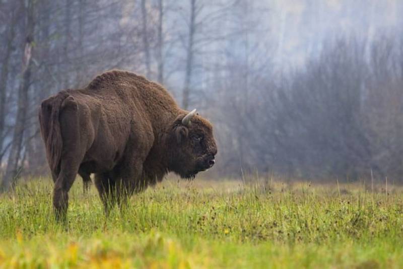 31 species now extinct, according to ICUN&#039;s Red List of endangered species