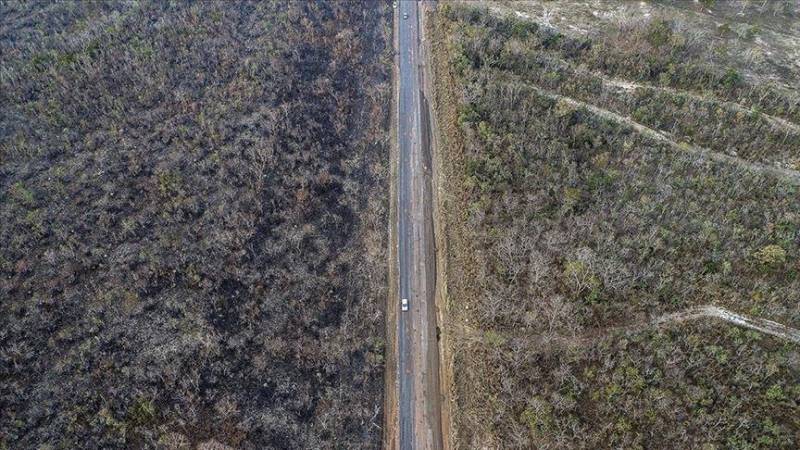 Deforestation in Amazon rainforest exceeds 11,000 km²